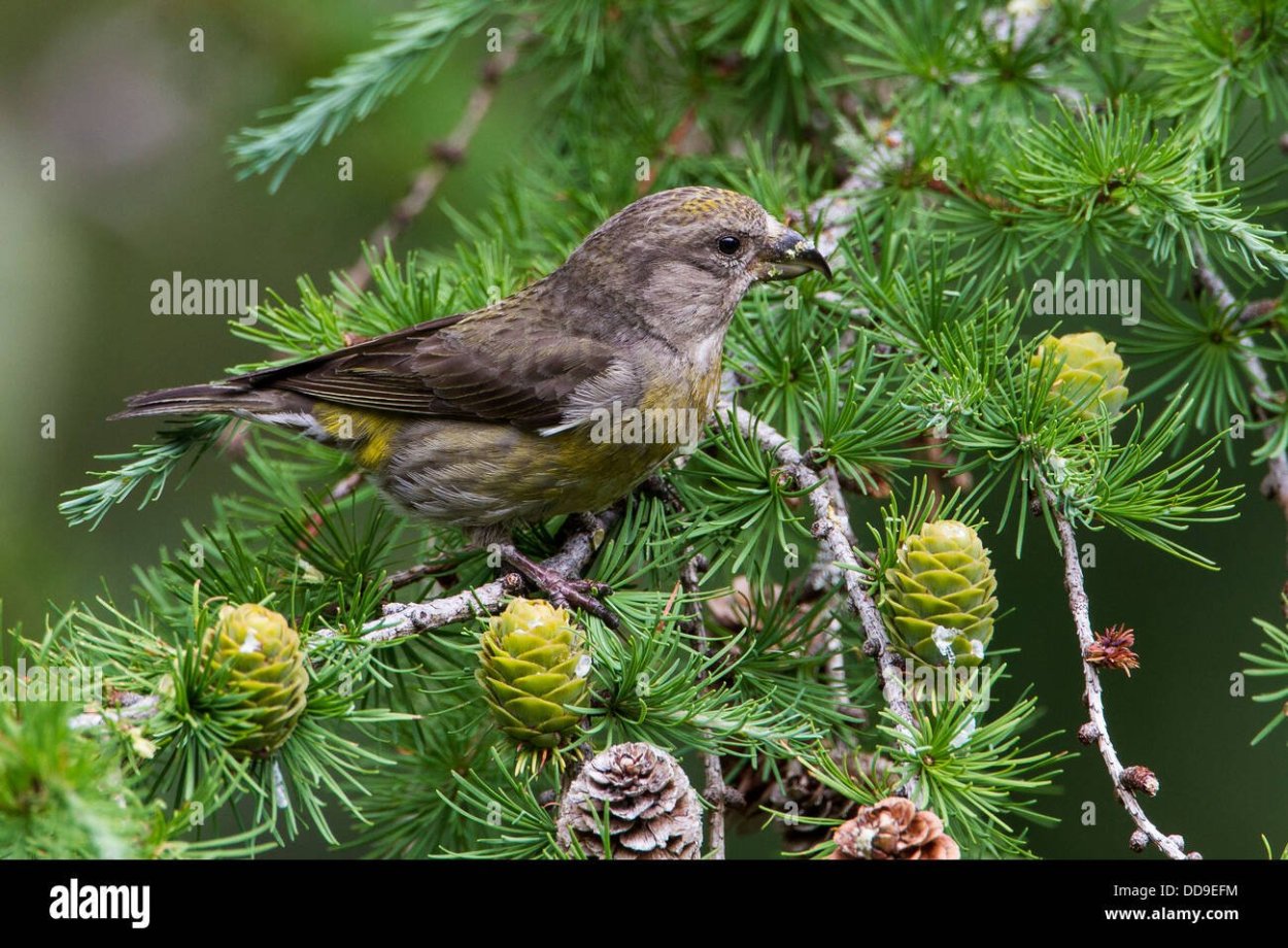 Птицы хвойных лесов