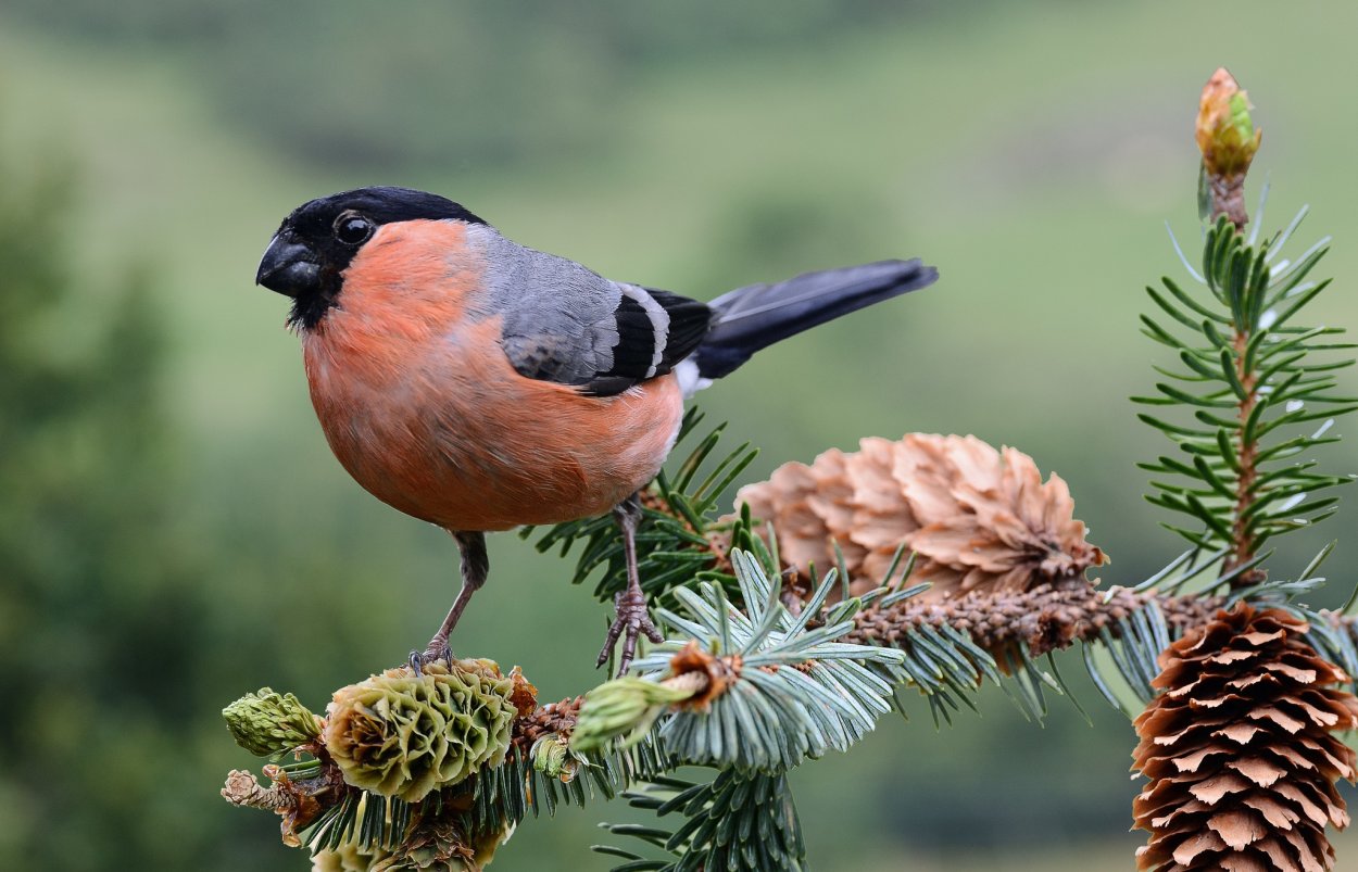 Лесные птицы Снегирь