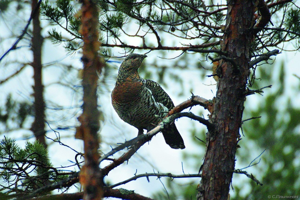 Зима Снегири