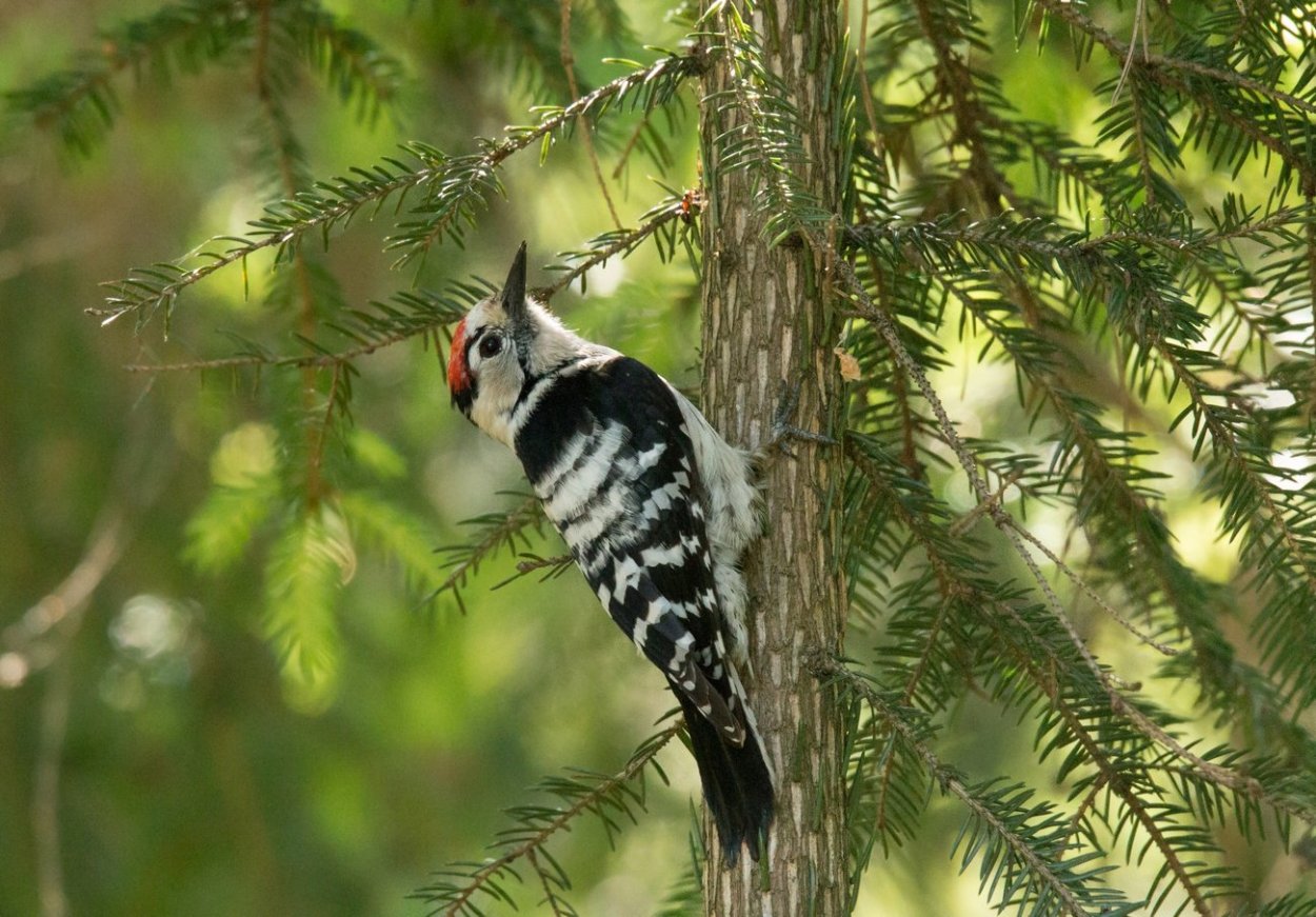 Красный Кардинал птенец