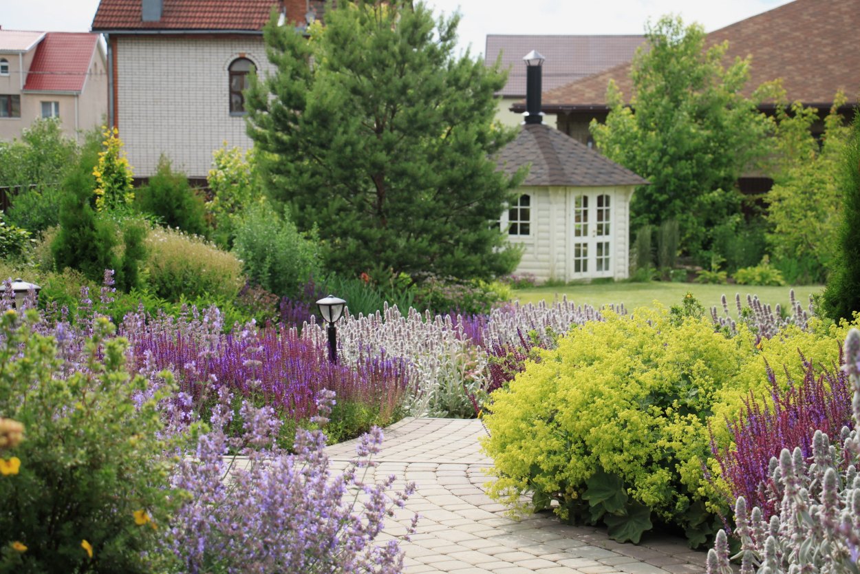 Лаванда и самшит в ландшафтном