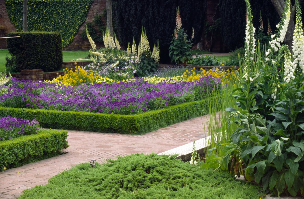 Самшит шар злаки