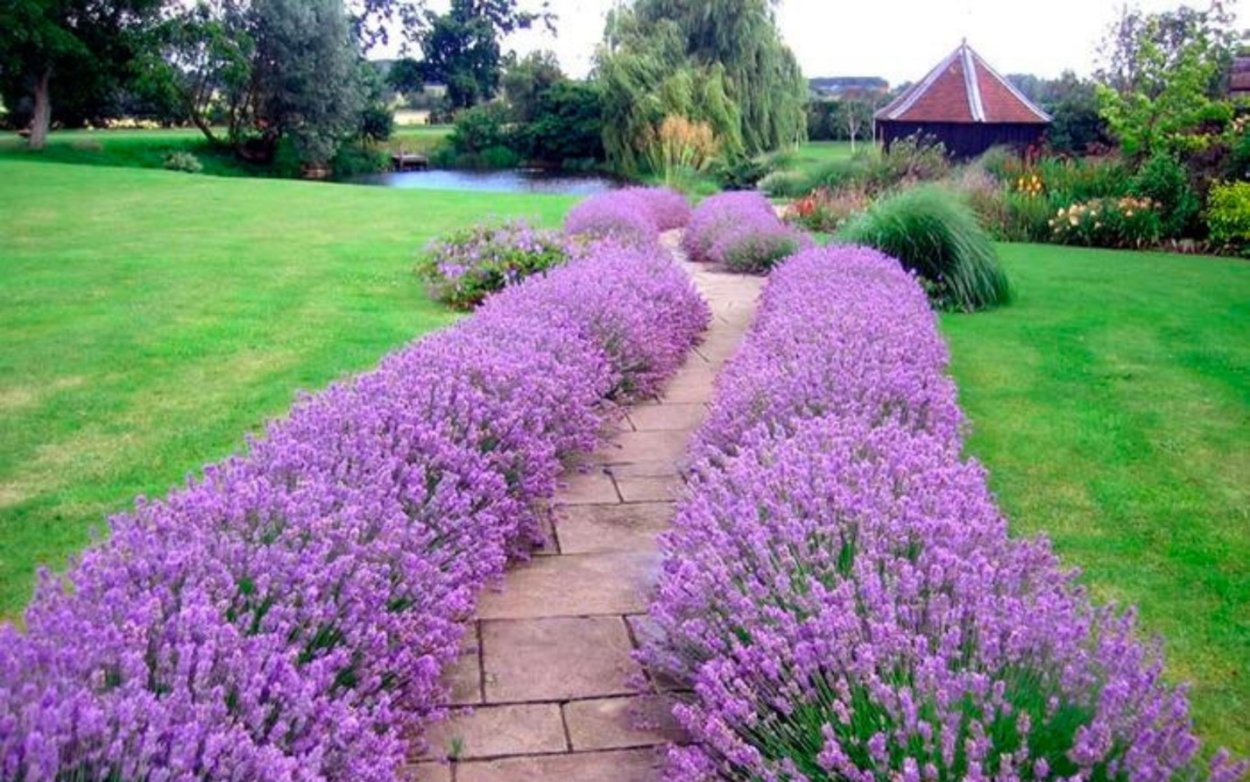 Гортензия с лавандой миксбордер