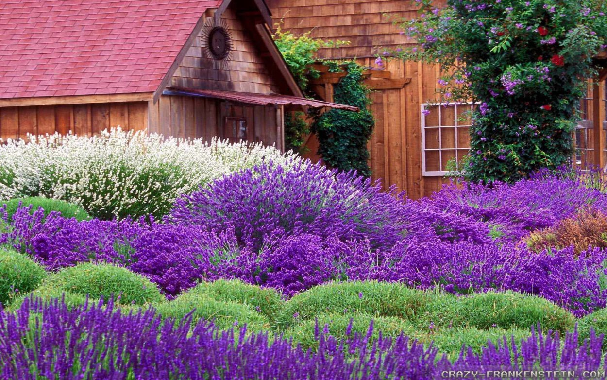 Котовник Фассена и шалфей