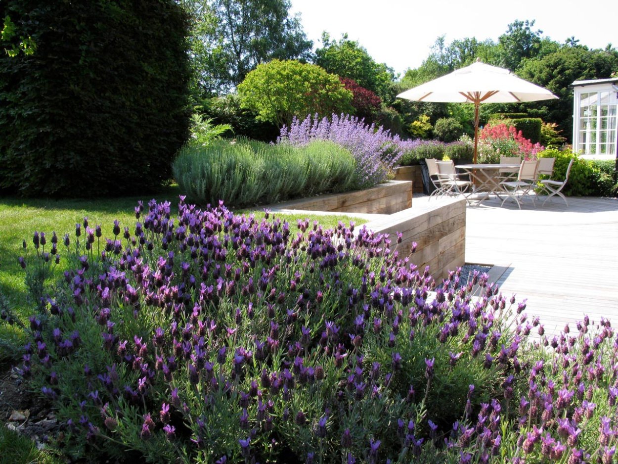 Самшит клумба Лаванда