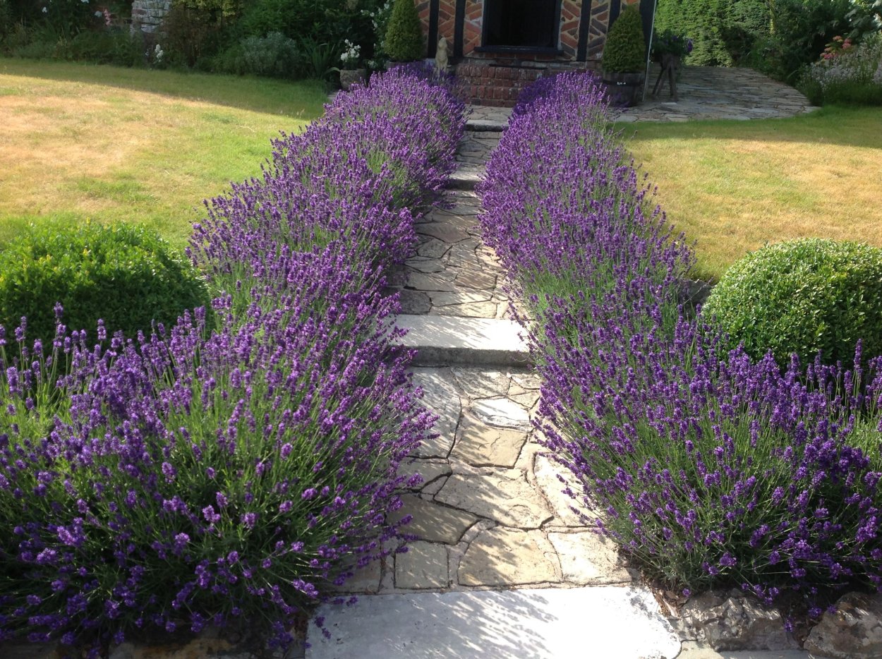 Эрика дарленская в ландшафтном дизайне