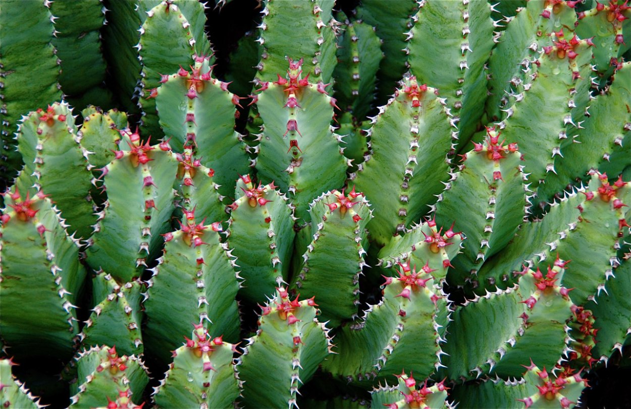 Молочай смолоносный Euphorbia resinifera