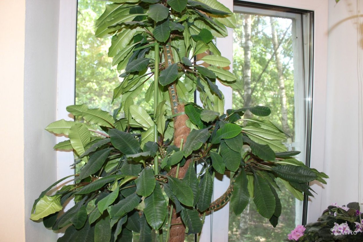 Цветок молочай беложильчатый