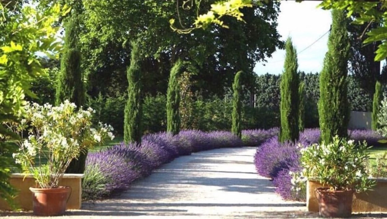 Рабатка Тунберга