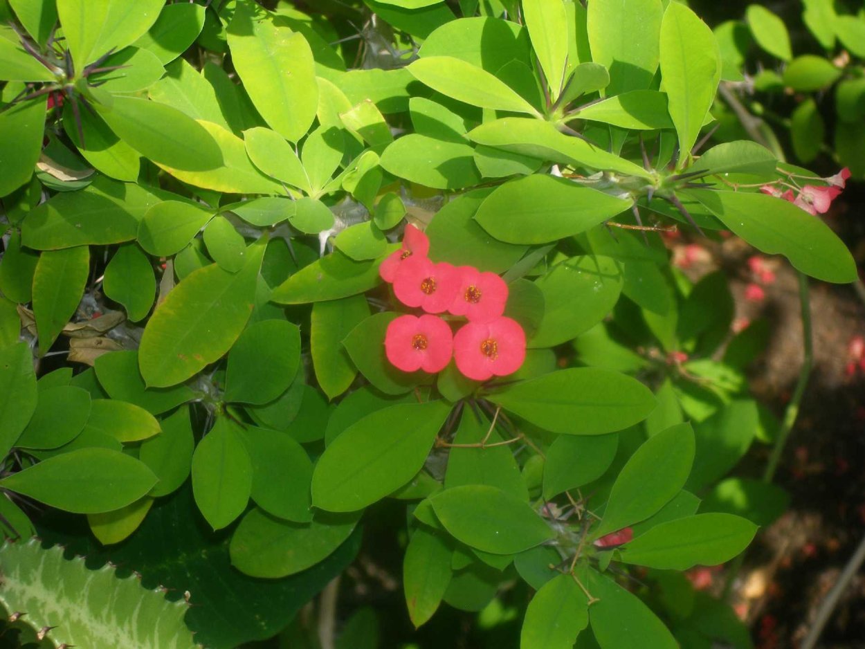 Цветок молочай миля