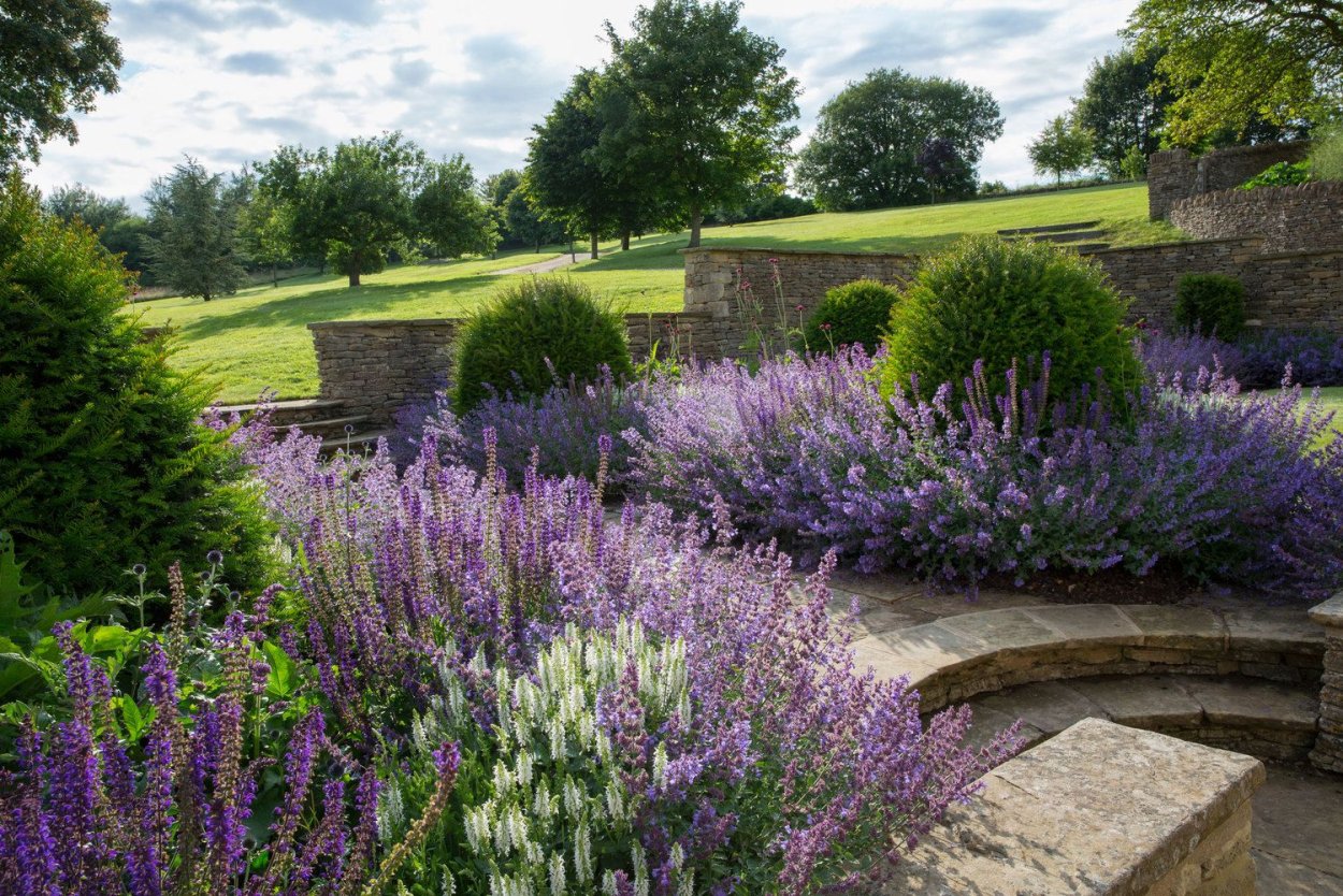 Котовник Фассена с розами