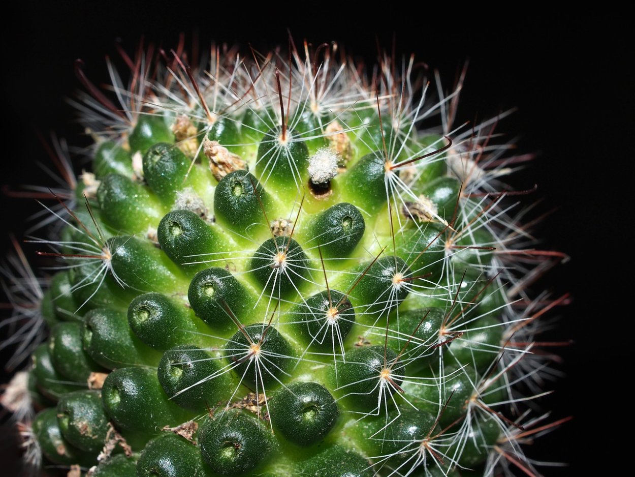 Колючий цветок комнатный