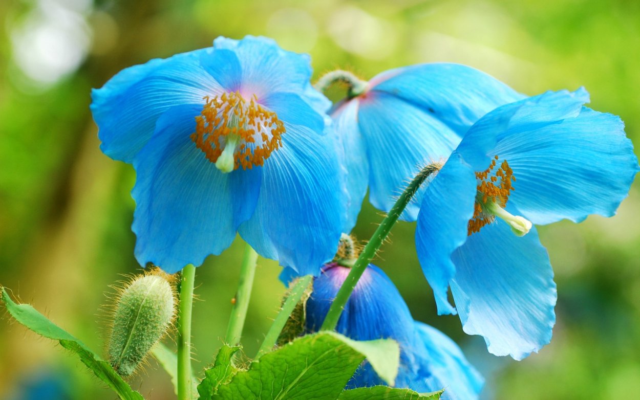 Меконопсис Гималайский Мак