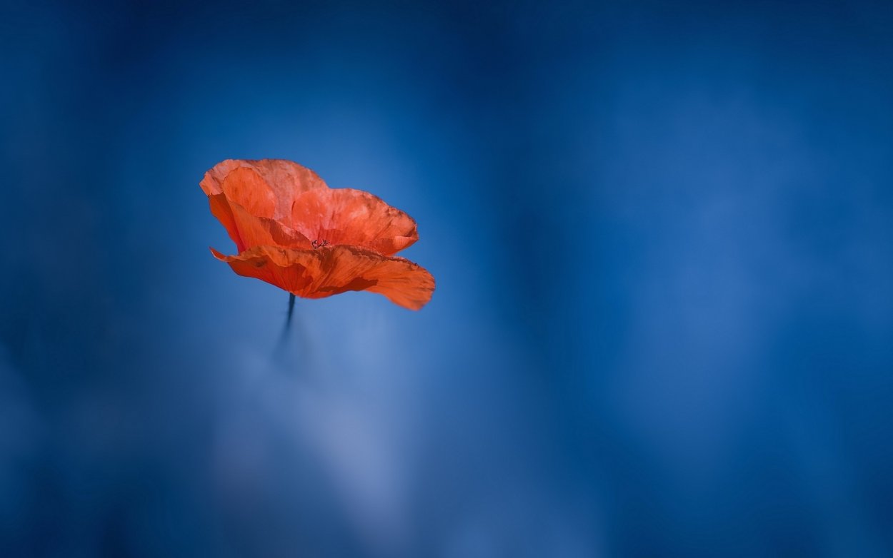 Оранжевые цветы на синем фоне