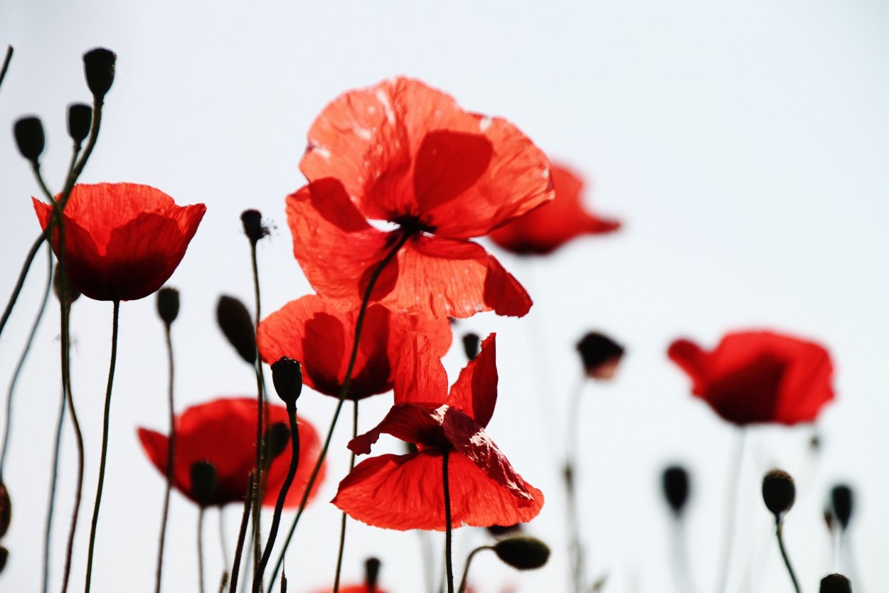 Красный цветок