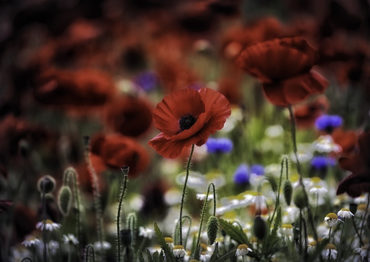 Поле голубых маков