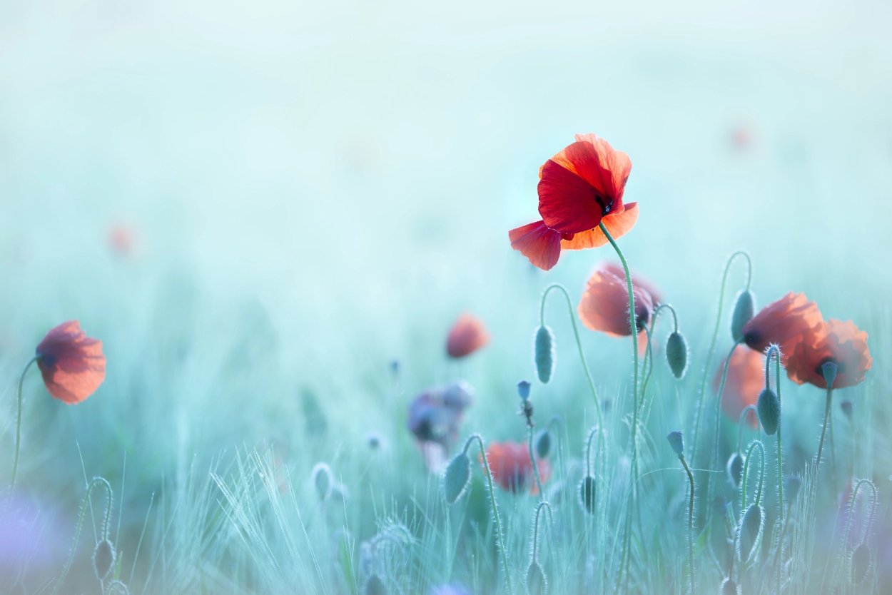 Маки светлые