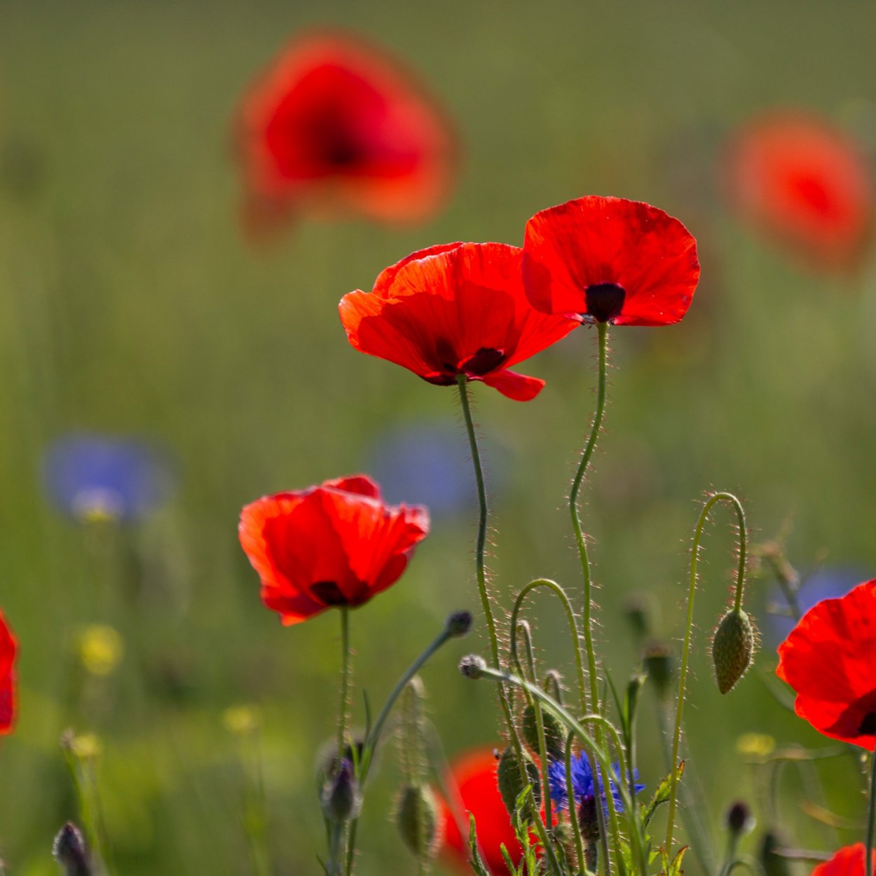 Лето цветы маки