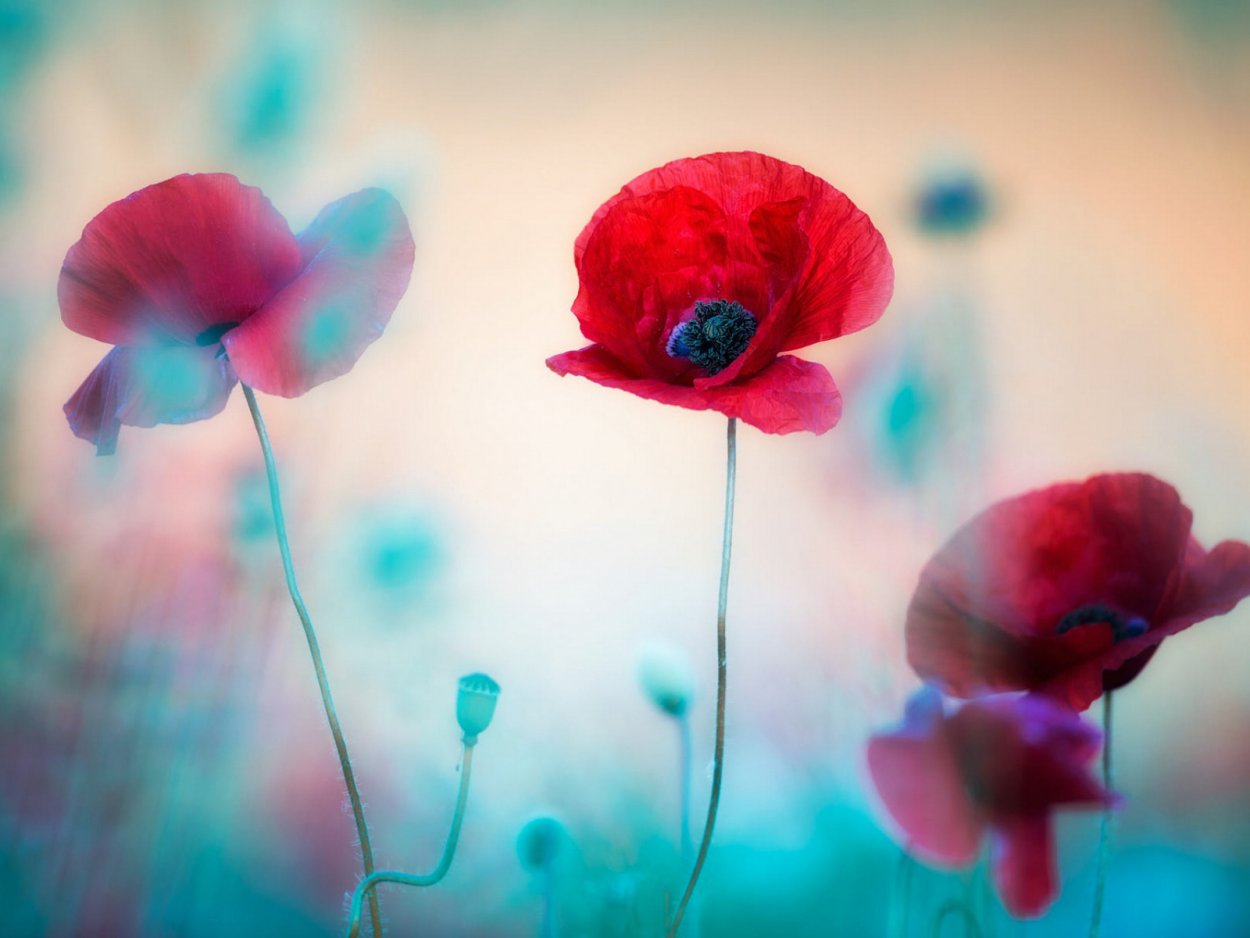 Маки в голубой воде обои на рабочий стол
