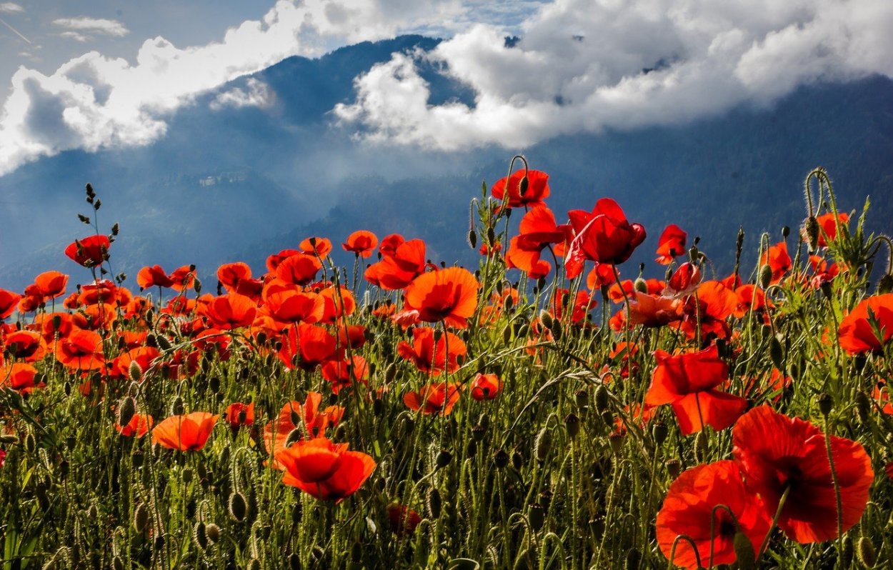 Маки Иссык куля