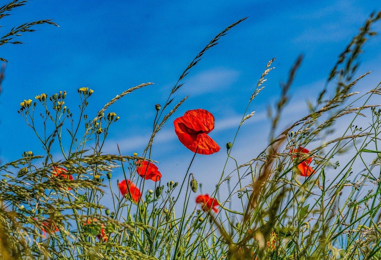 Голубые маки картинки