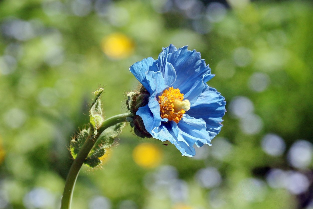 Цветок Меконопсис