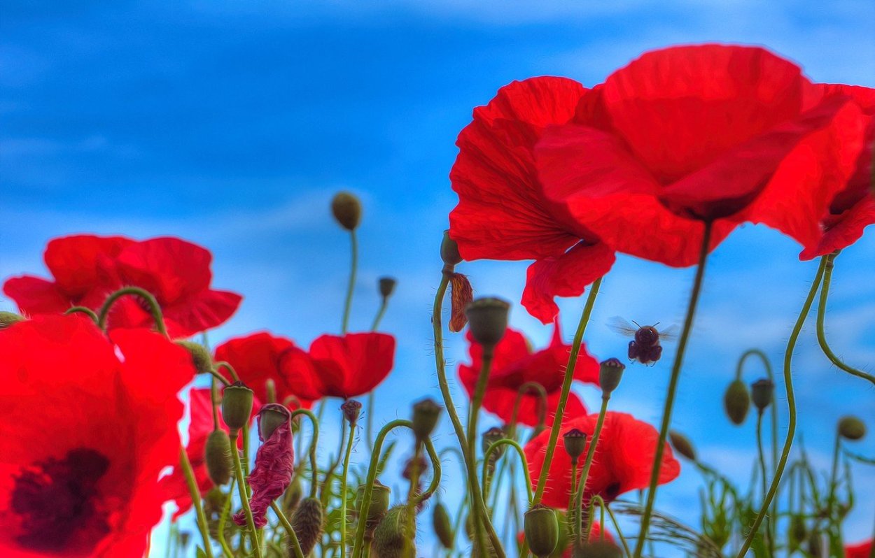 Маки на фоне неба