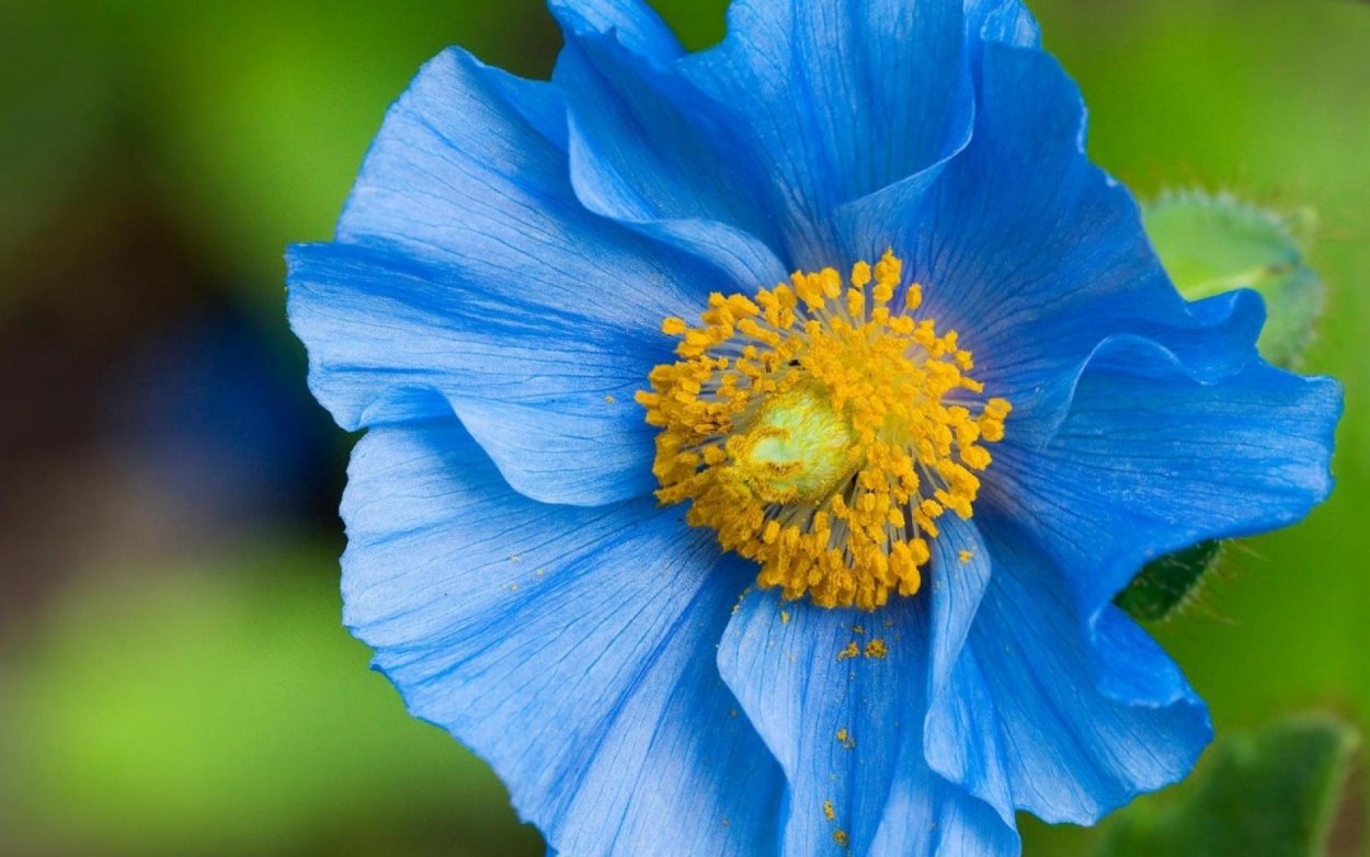 Meconopsis Grandis