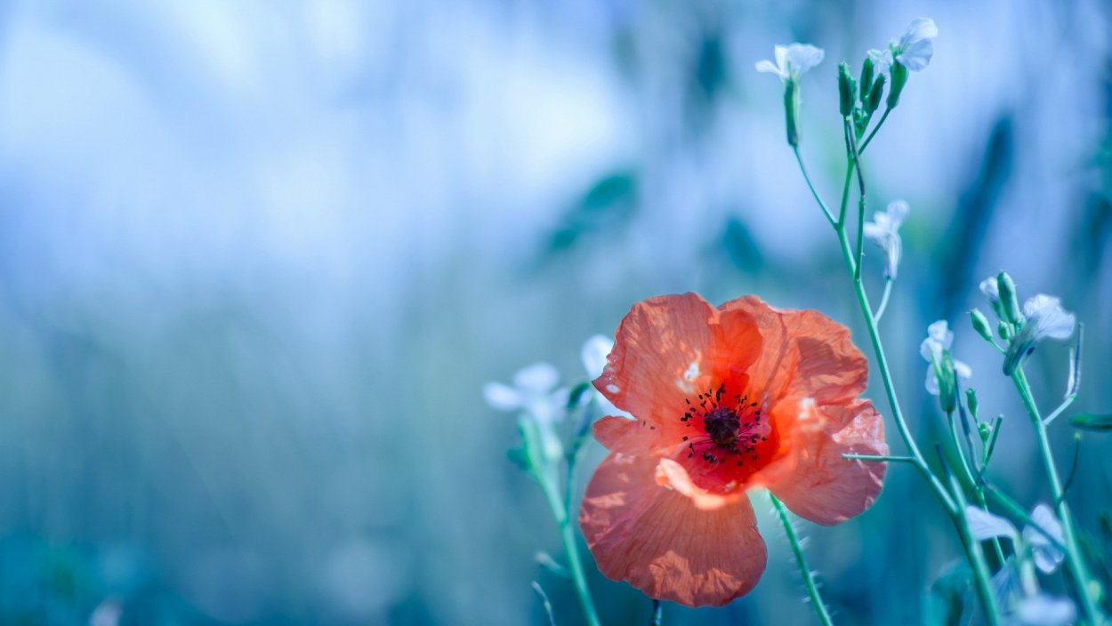 Фон для рабочего стола маки