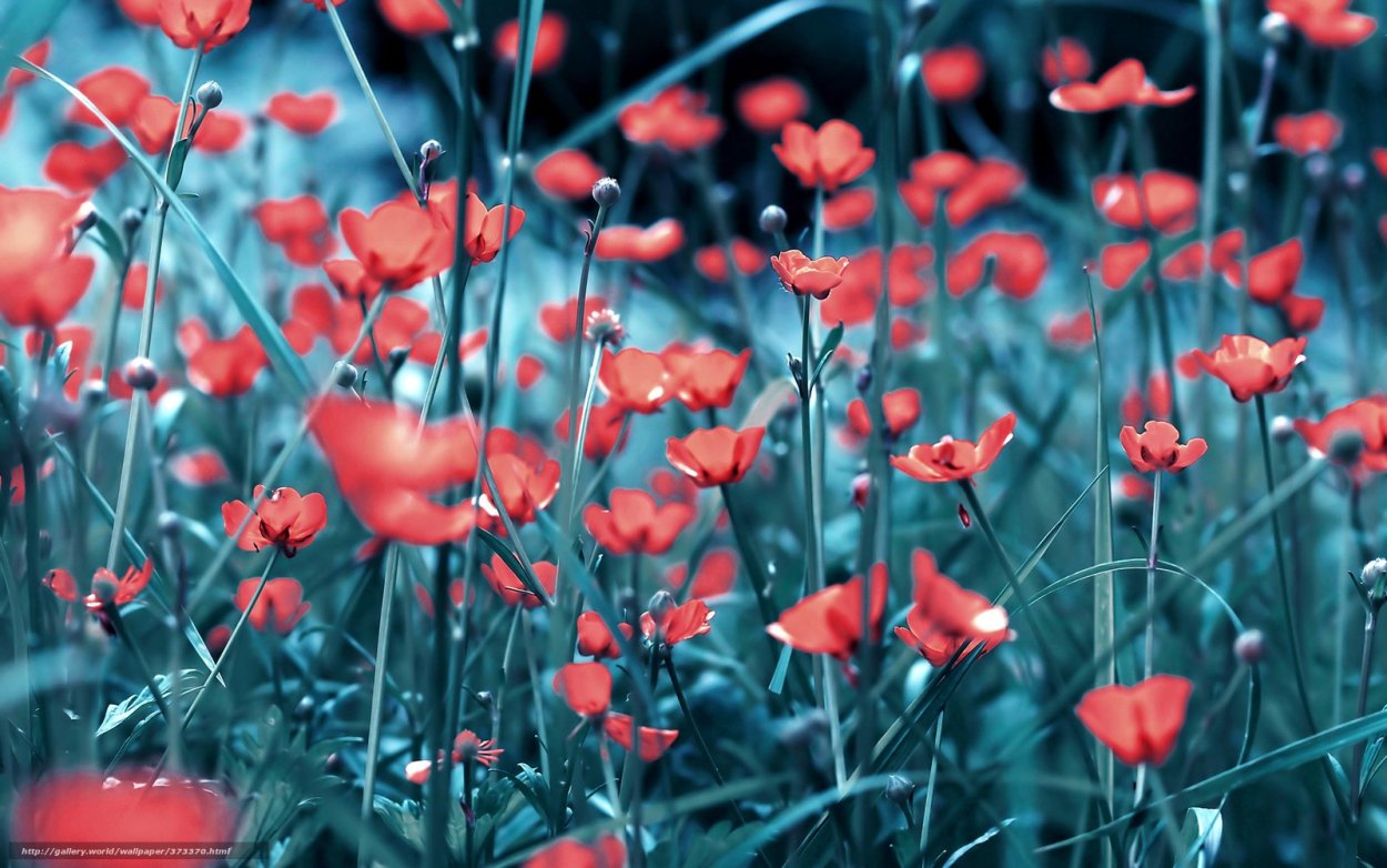 Эстетика красных маков