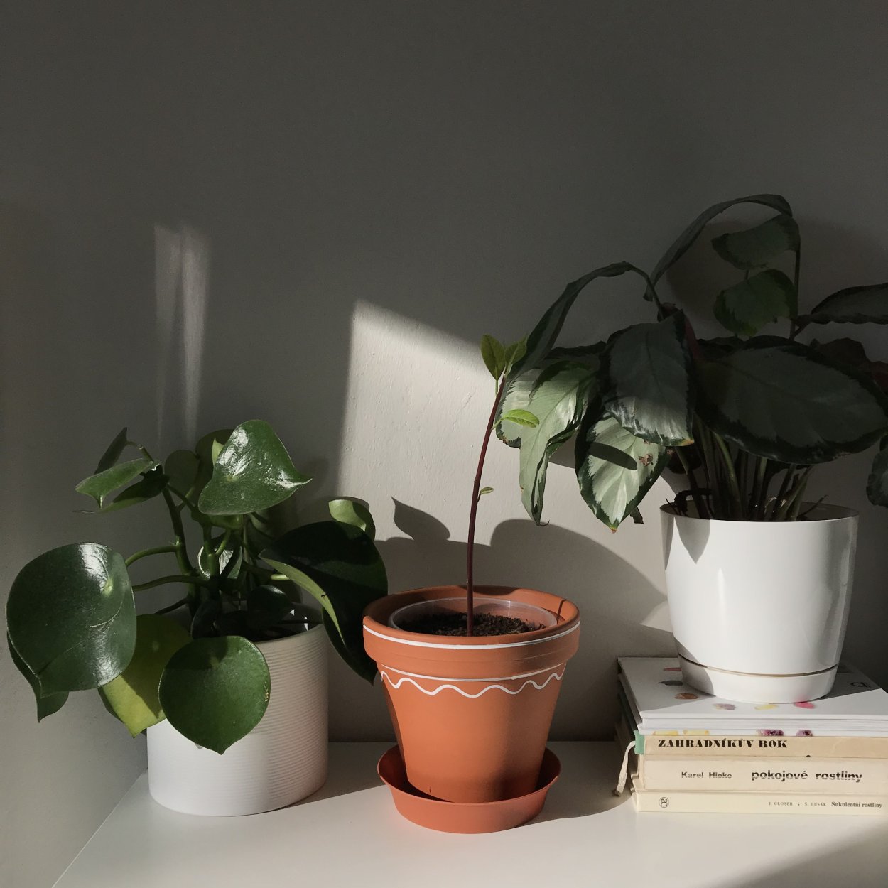 Цветы в горшках Эстетика