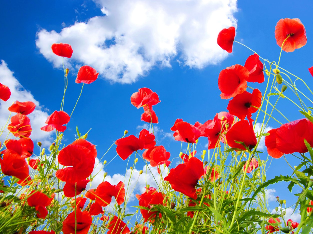 Цветочное поле