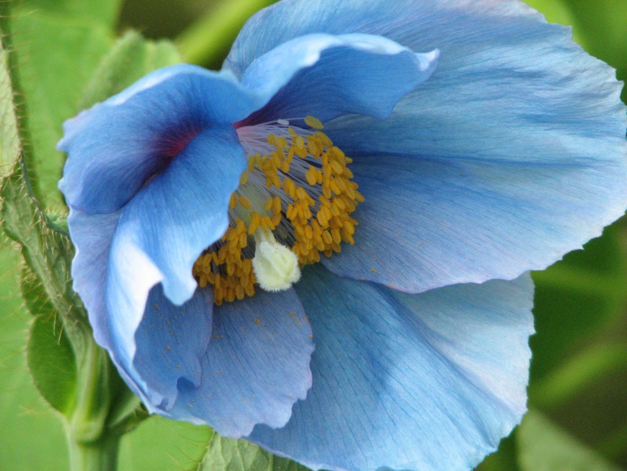 Меконопсис Гималайский