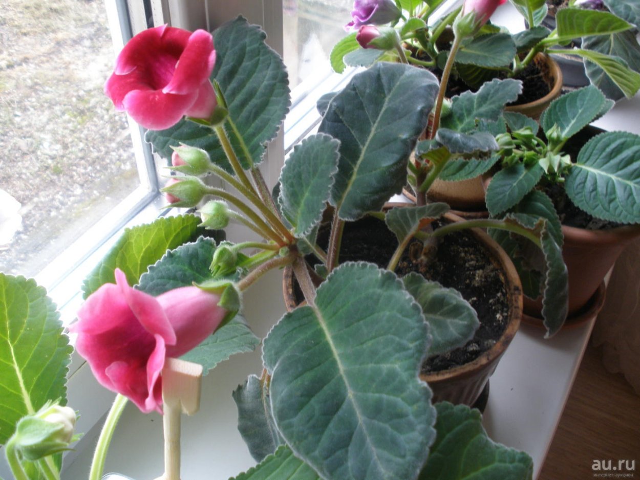 Советские комнатные цветы