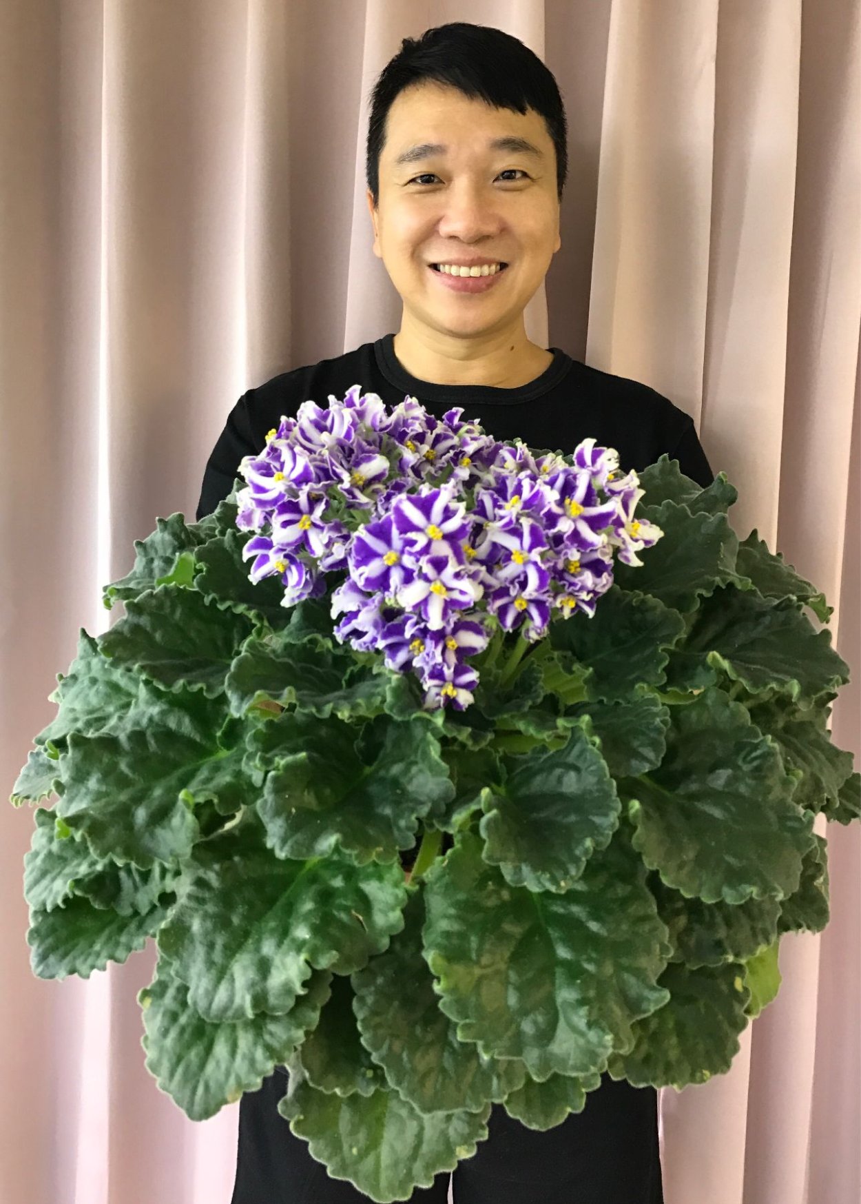 Узамбарская фиалка полив