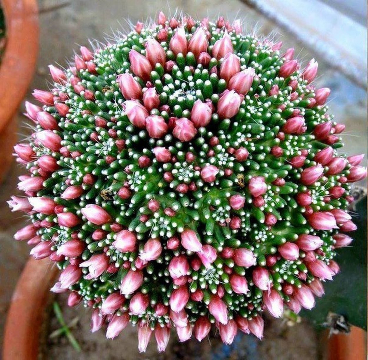 Цикламен полив