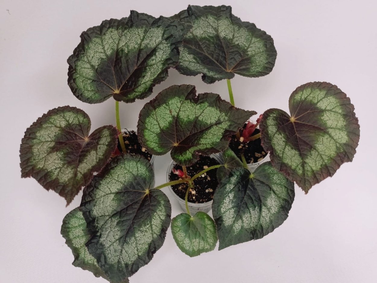 Бегония Babeana