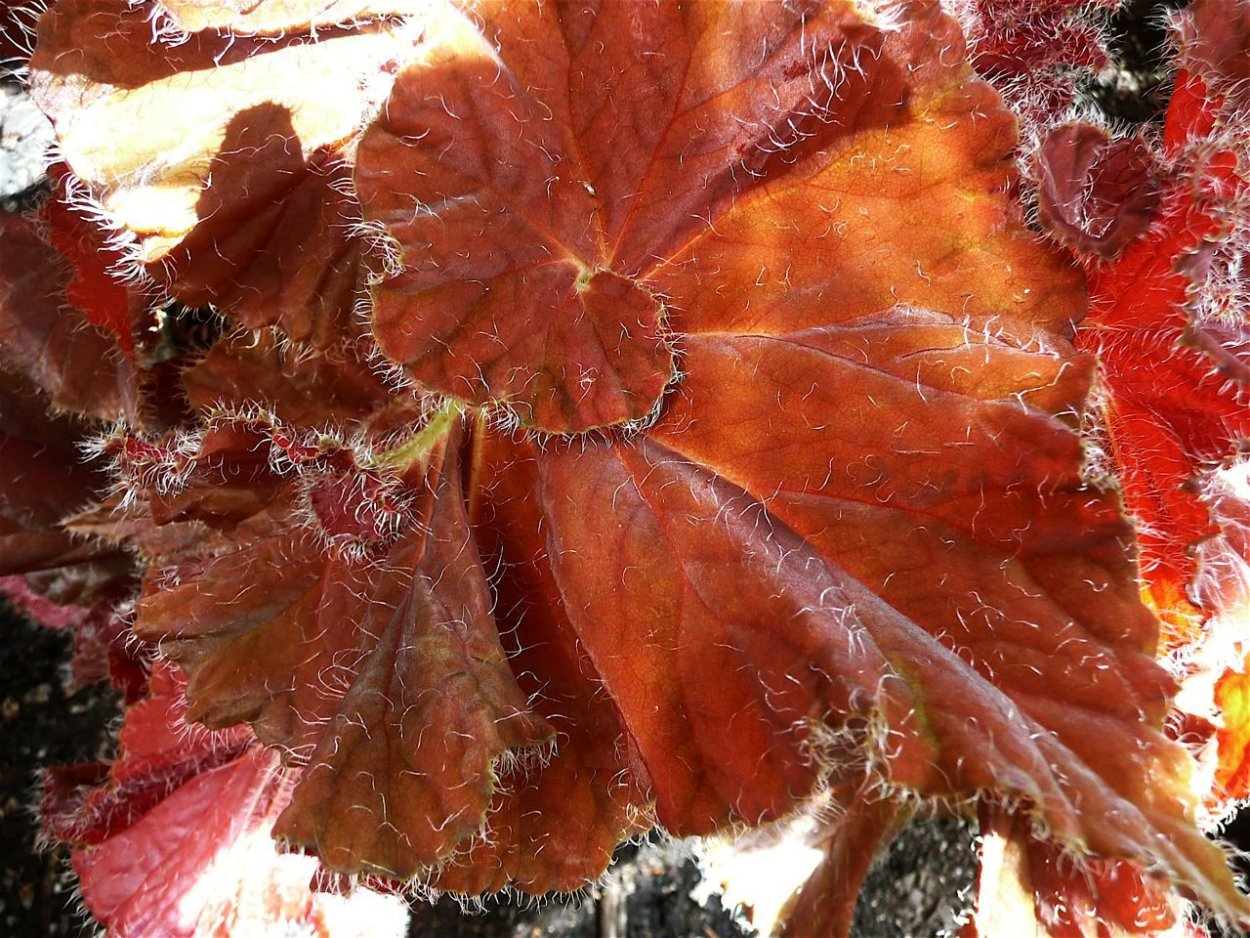 Бегония Питер Пайпер