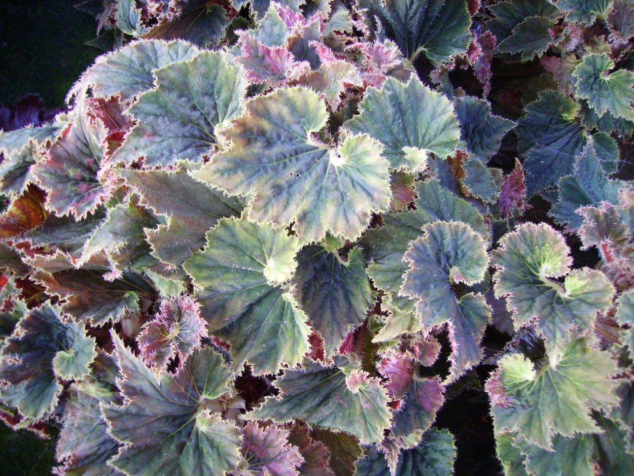 Бегония China SP. Jingxiensis или Begonia mashanica