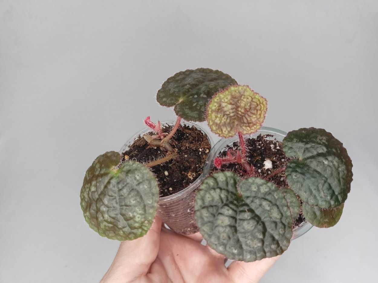 Бегония рекс Инка Флейм