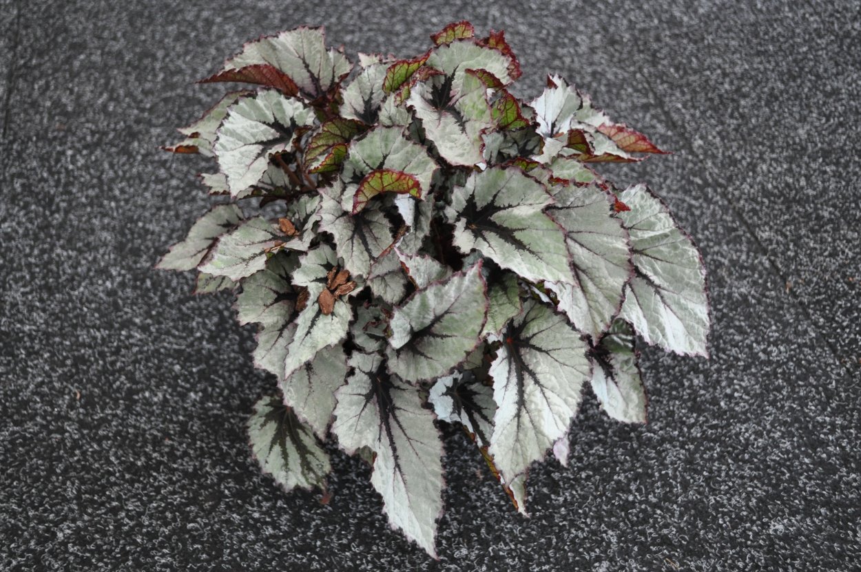 Бегония Бауэра Begonia bowerae Ziesenh.
