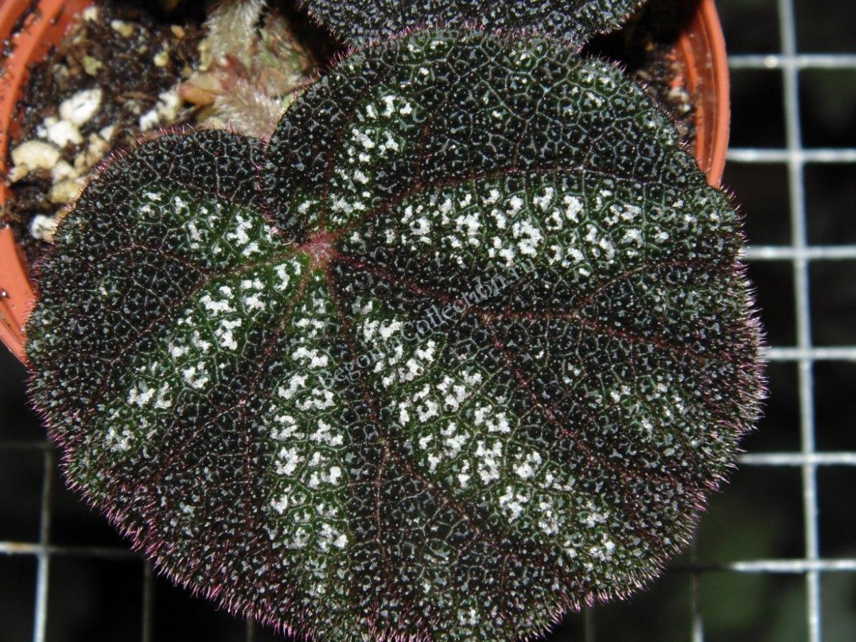 Бегония Королевская цветение