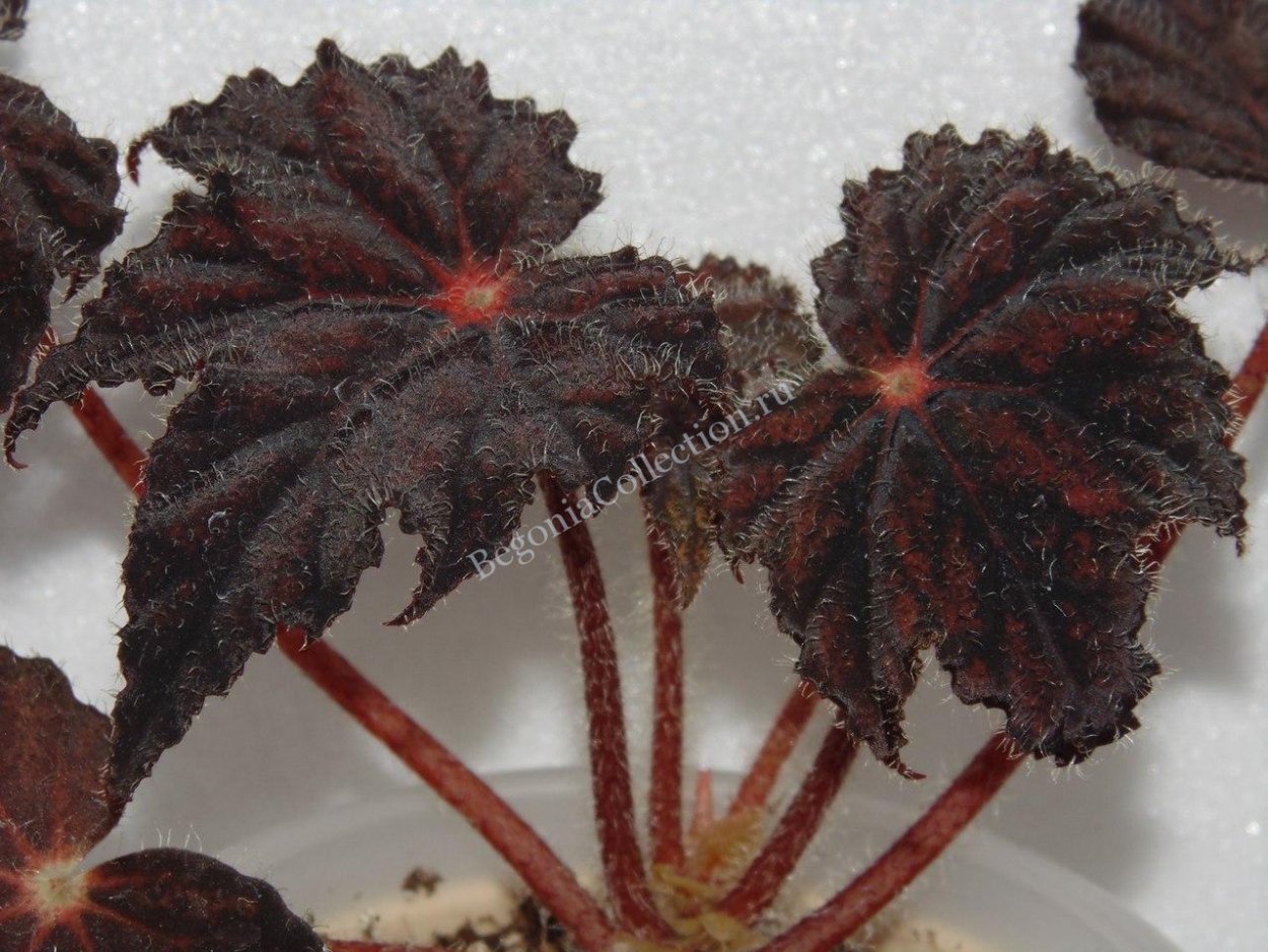 Бегония Dainty Lady