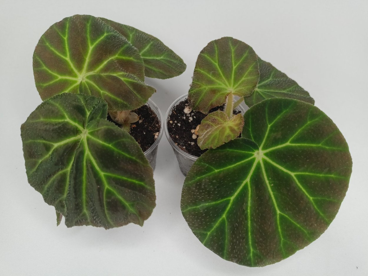 Бегония Королевская рекс