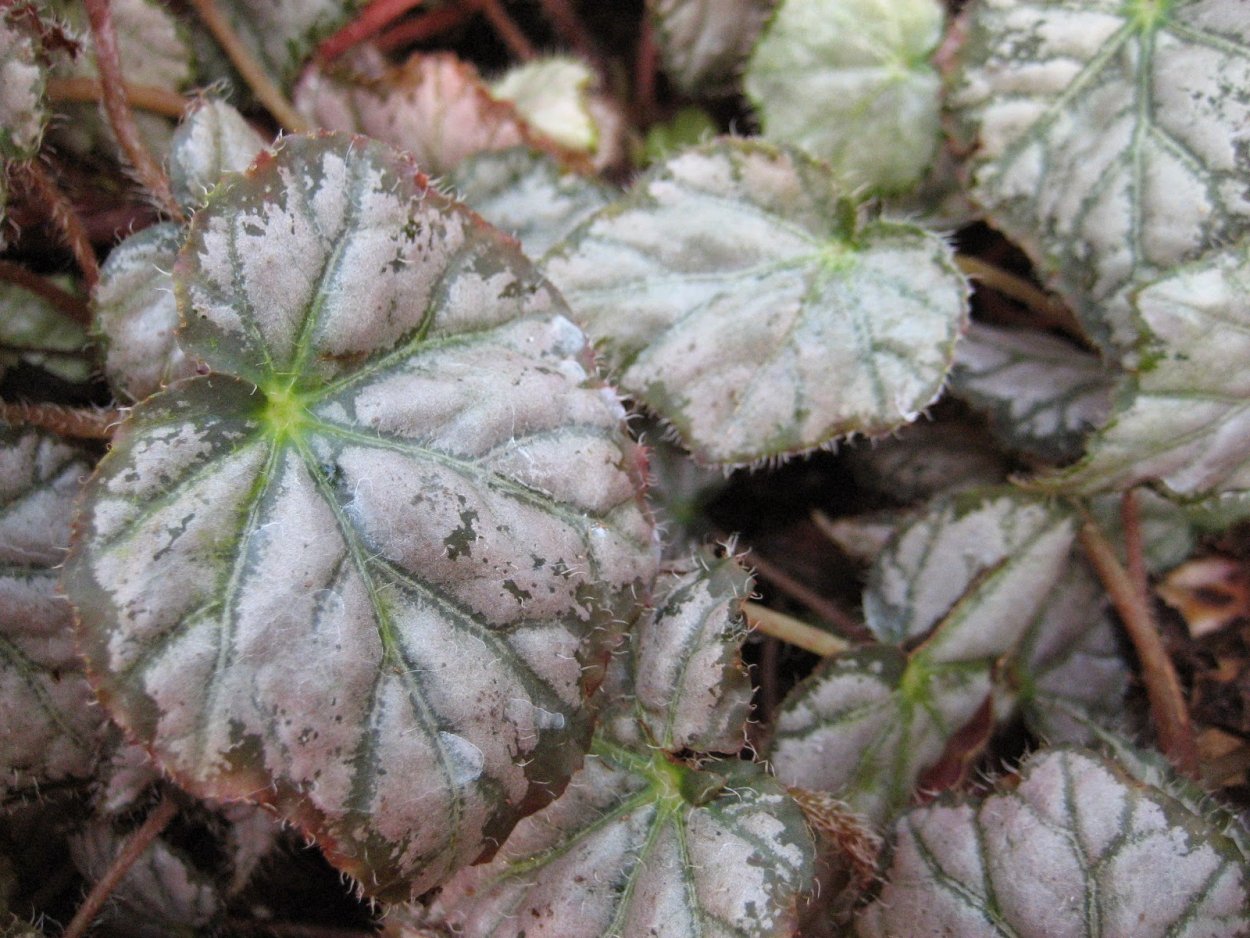 Бегония клещевинолистная