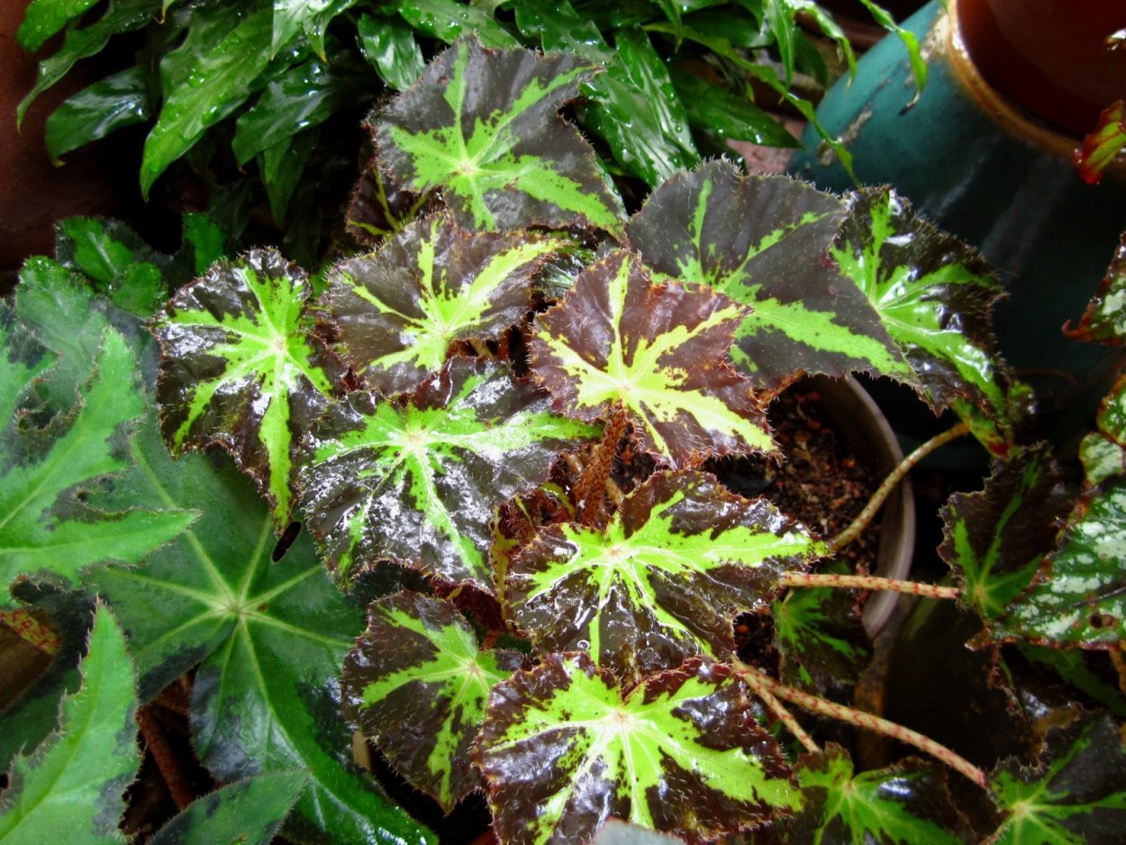 Бегония Benitochiba