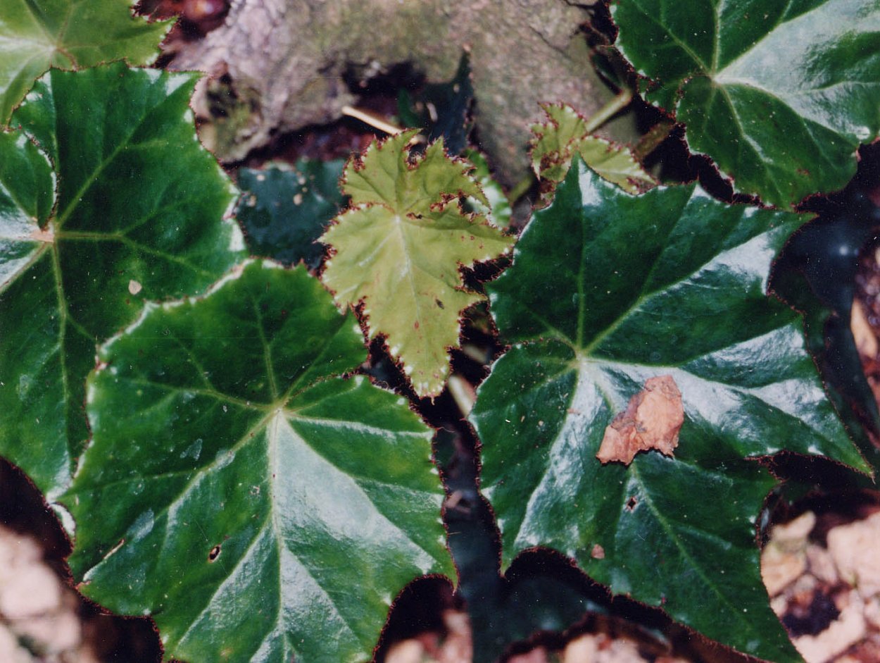 Бегония Tangalooma