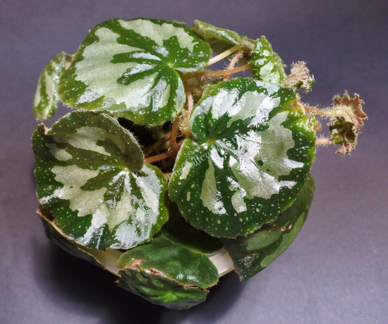 Бегония Midnight Twist