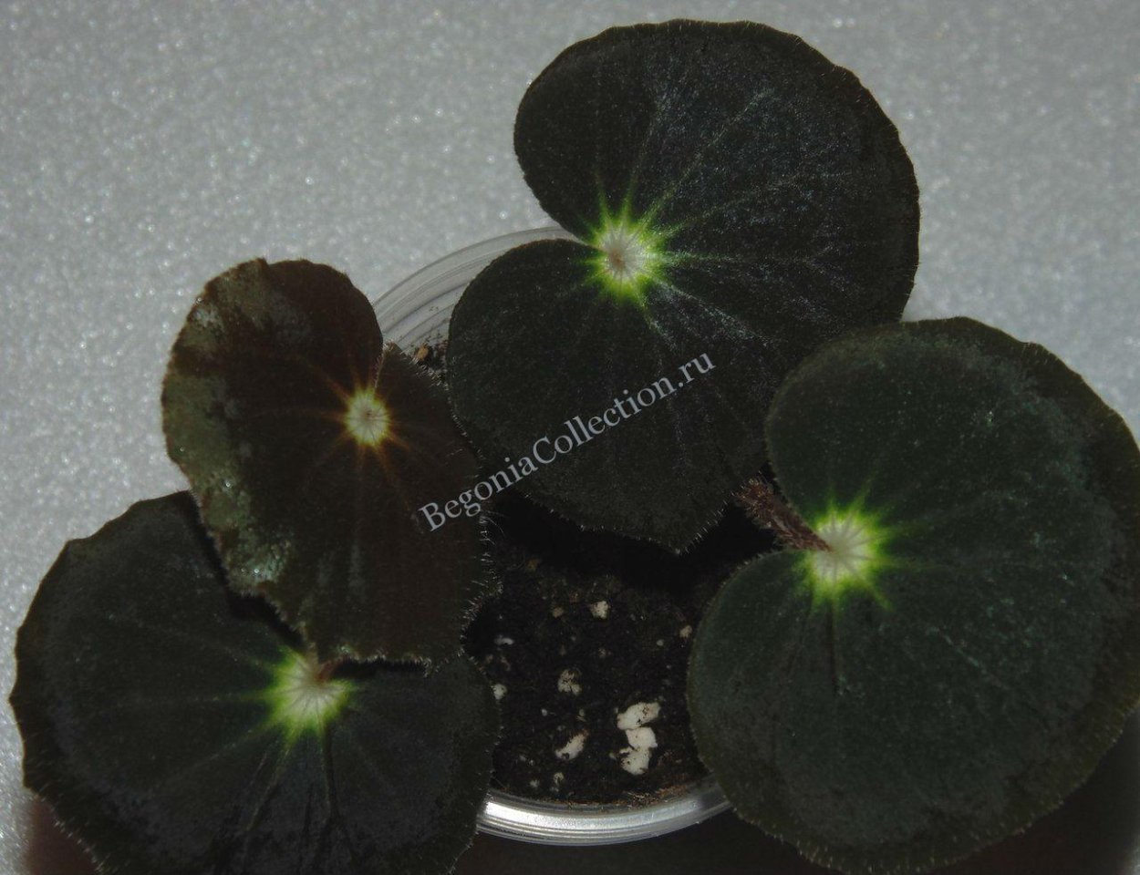 Бегония deco checks