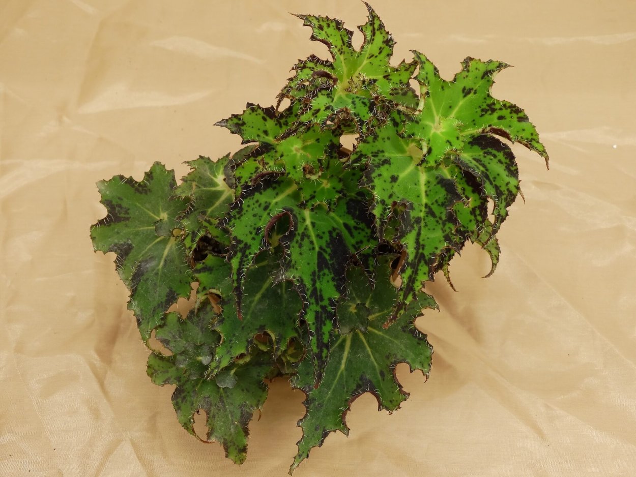 Бегония Анита шарад